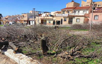 MOT Trees Cut Down