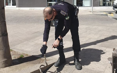 MOT Policia Local Catch A Snake