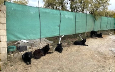 NRJ Maro Suicide Dogs