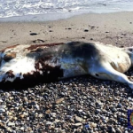 MOT Unidentified Animal Body on Beach