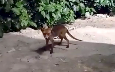 GRA ALP Shot Pet Fox