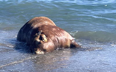 AXA Cow Washed up on Beach SP23