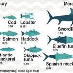 SPN Different Fish with Mercury Content