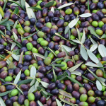 SPN Olives