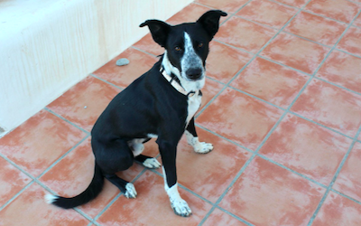 GRA VB Stray Dog Needs Homes