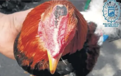 GRA Vega Fighting Cocks Mutilated