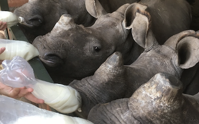 From Care for Wild Web Site