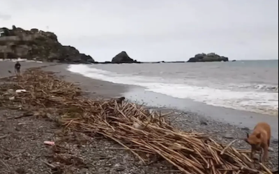 ALM Vegetation brought down by rivers onto the beaches